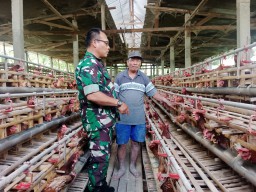 Babinsa Koramil 0816/10 Balongbendo Dukung Peternak Ayam Petelur untuk Ketahanan Pangan