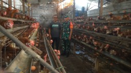 Babinsa Koramil 0816/07 Krembung Jalin Komsos dengan Peternak Ayam Petelur di Desa Wangkal