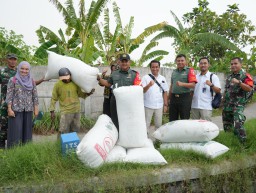 Kodim 0816/Sidoarjo Bersama Bulog Monitoring Panen dan Penyuluhan Harga Gabah di Desa Buncitan