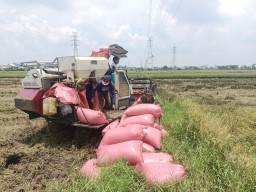 Babinsa Koramil 0816/14 Taman Dampingi Panen Padi Petani Bohar, Dorong Peningkatan Ketahanan Pangan di Sidoarjo