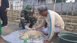 Danramil 0816/10 Balongbendo Bersama Petani Gagangkepuhsari Lakukan Pengendalian Hama Tikus untuk Lindungi Hasil Pertanian