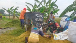 Danramil 0816-17/Gedangan Dampingi Panen Raya di Desa Ganting, Dorong Kemandirian Petani dengan Harga yang Menguntungkan