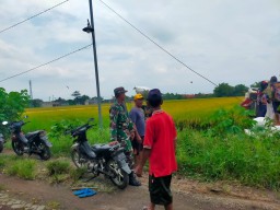 Babinsa Becirongengor Dampingi Panen Padi Poktan Tani Makmur 2 di Wonoayu