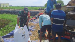 Babinsa Koramil 0816/10 Balongbendo Dampingi Petani Panen Padi di Desa Suwaluh