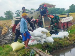 Babinsa Koramil 0816/13 Wonoayu Dampingi Panen Padi Poktan Makmur 2 di Desa Becirongengor