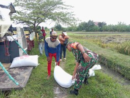 Serma Sukardi Babinsa Medalem Dampingi Petani Panen Padi di Sawah Desa Medalem
