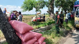 Babinsa Koramil 0816/11 Tarik Dampingi Serapan Gabah Petani, Bentuk Sinergi Nyata untuk Ketahanan Pangan Nasional