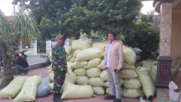 Panen Raya Padi di Sawocangkring, Wujud Nyata Gotong Royong Petani dan Babinsa untuk Ketahanan Pangan