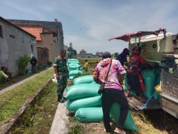 Babinsa 0816/05 Tulangan Dampingi Panen Padi di Desa Kepatihan