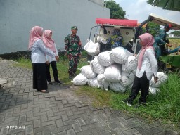 Babinsa Koramil 0816/03 Buduran Dampingi Panen Padi di Sidokepung, 16,5 Ton Gabah Hasilkan Harapan Baru Petani
