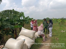 Babinsa Taman Dampingi Panen Padi di Krembangan, 2 Hektare Lahan untuk Serapan Bulog