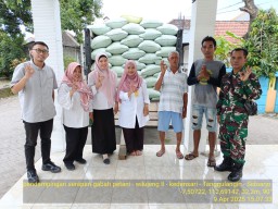 Babinsa Koramil 0816/06 Tanggulangin Bersama Tim Bulog Dampingi Panen Padi Petani Kedensari, 9 Ton Gabah Siap Diserap