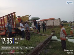 Wujud Nyata Sinergi TNI, Petani, dan Pemerintah, Babinsa Koramil 0816/05 Tulangan Dampingi Panen Raya Padi di Desa Kebaron