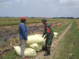 Babinsa Koramil 0816/13 Wonoayu Dampingi Panen di Sawocangkring, 8,9 Ton Gabah Diserap Bulog
