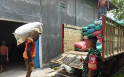 Babinsa Koramil 0816/11 Tarik Dukung Ketahanan Pangan Gerak Cepat Penyerapan Gabah Dari Petani Ke Bulog