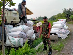 Pelda Slamet Wiyono Babinsa Koramil 0816/01 Sidoarjo sukseskan program ketahanan pangan nasional.