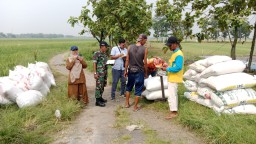 Babinsa Koramil 0816/09 Krian Dampingi Petani Terung Wetan Panen Raya, 9,4 Ton Gabah Diserap Bulog