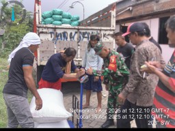 Panen Padi di Sambi Bulu, Kolaborasi Babinsa dan Petani Wujudkan Ketahanan Pangan dan Semangat Gotong Royong