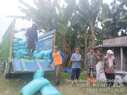 Panen Raya TNI dan Petani di Desa Tebel, Sinergi Nyata untuk Ketahanan Pangan Nasional