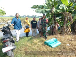 Babinsa Serda Hendro Ulurkan Tangan, Dampingi Petani Kedungcangkring Raih Berkah Panen Padi
