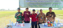 Babinsa Gelang Dampingi Gerakan Pengendalian OPT dan Penyerahan Bantuan Pertanian oleh DPRD Sidoarjo