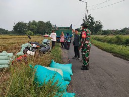 Babinsa Candi Dampingi Panen Raya di Karang Tanjung, Wujud Nyata Sinergi TNI dan Petani dalam Mendukung Ketahanan Pangan