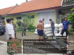 Babinsa Wonoayu Dampingi Petani Becirongengor Sukseskan Panen Raya, Bulog Siap Serap Hasil Panen