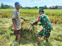 Sentuhan Humanis Babinsa Gedangan, Dampingi Petani Karangbong Wujudkan Panen Berkah