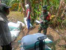 Babinsa Gedangan Dampingi Petani Raih Berkah Panen, Bukti Kedekatan TNI dengan Rakyat