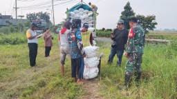 Dari Ladang untuk Negeri, Babinsa Plaosan Kawal Panen, Bulog Jamin Kesejahteraan Petani