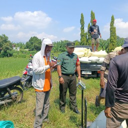 Sinergi Erat TNI dan Petani Bersemi di Kedungcangkring, Babinsa Dampingi Sukses Panen Raya Padi