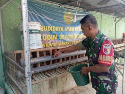 Babinsa Koramil Candi Aktif Pantau Budidaya Ayam Petelur, Wujudkan Ketahanan Pangan Skala Kecil