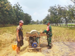 Senyum Petani Gedangan Merekah, Sinergi TNI-Warga Hasilkan Panen Melimpah