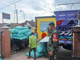 Sinergi Kuat di Desa Lambangan: Babinsa Dampingi Langsung Panen Raya dan Serap Gabah Petani Bersama Bulog dan PPL