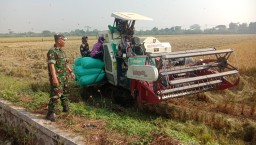 Babinsa Dukuhsari Bersama PPL Dampingi Panen Raya, Wujud Nyata Sinergi TNI dan Petani dalam Mewujudkan Ketahanan Pangan