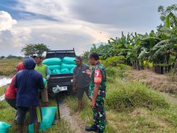 Babinsa Koramil 0816/01 Sidoarjo Sergap bersama kelompok tani desa Lebo Sidoarjo.