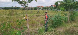 Babinsa Koramil 0816/14 Taman Dampingi Petani Jelang Panen, Perkuat Ketahanan Pangan di Sidoarjo