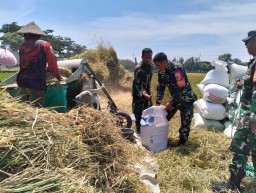 Babinsa Koramil 0816/03 Buduran Dampingi Petani Panen Padi, TNI Tegaskan Komitmen Dukung Ketahanan Pangan
