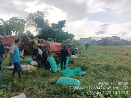 Babinsa Koramil 0816/14 Taman Turun ke Sawah Dampingi Panen Padi, Bukti Nyata Peran TNI dalam Mendukung Ketahanan Pangan