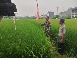 Turun ke Sawah, Babinsa Koramil 0816/14 Taman Bantu Petani Sidodadi Amankan Padi dari Hama Burung