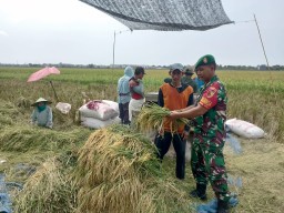 Sertu Abdul Hasip Dampingi Panen Padi, Bukti Nyata Peran Babinsa dalam Mendukung Ketahanan Pangan di Desa Dukuh Tengah