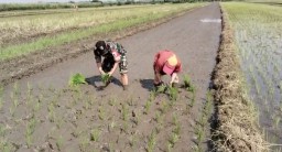 Bahu Membahu Tanam Harapan, Serda Zahlan Dampingi Petani Jogosatru dengan Hati