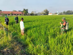 Gotong Royong TNI–Petani, Serka Eko Prayudi Dampingi Perawatan hingga Panen 6 Ha Padi di Wangkal Jaya 1