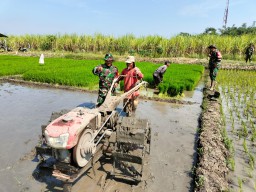 Babinsa Keret Dampingi Petani Garap 4 Hektare Sawah, Wujud Nyata Sinergi TNI dan Petani untuk Ketahanan Pangan