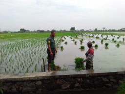 Babinsa Koramil 0816/08 Jabon Perkuat Sinergi TNI dan Tani untuk Ketahanan Pangan