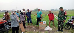 Babinsa dan Petani Kompak Berantas Hama Tikus, Wujudkan Sawah Subur dan Petani Makmur di Ganting Gedangan