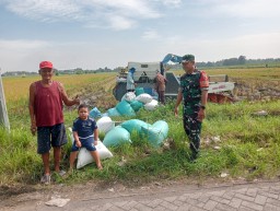 Panen Raya Gedangrowo, Harmoni Babinsa dan Petani Menyuburkan Harapan Desa
