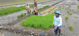 Petani Plaosan dan Serka Henki Bergandeng Tangan, Benih Ciherang untuk Swasembada Pangan Sidoarjo