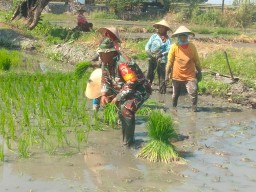 Tangan Hangat Babinsa Hendra Rudi Hartono, Bukti Nyata Pendampingan 3 Hektar Sawah di Klurak Tingkatkan Kesejahteraan Petani
