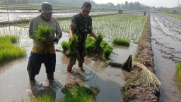 Semangat Gotong Royong, Babinsa Kopka Suwaji Dampingi Petani Mijil Makmur Tanam Padi di 1,5 Ha Sawah Sedengan Mijen